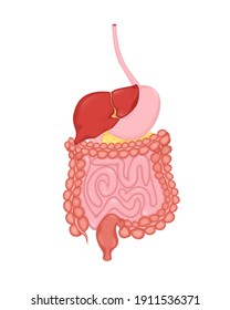 Cartoon digestive system for medical design. Flat vector illustration. Isolated vector illustration.