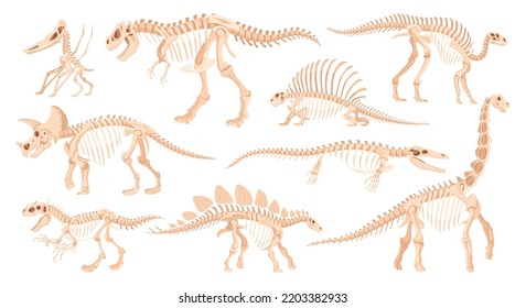 Cartoon dino skeleton, ancient dinosaur fossil bones. Jurassic raptors, tyrannosaurus, velociraptor and spinosaurus flat vector illustrations set. Archaeological fossil skeletons