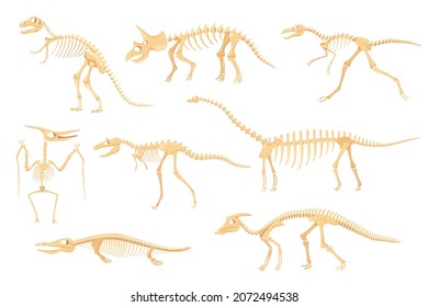 Cartoon dinosaur skeletons, dinosaurs prehistoric bone fossils. Triceratops, pterodactyl, tyrannosaurus, ancient skeleton for museum vector set. Dino creatures or monster for exhibitions