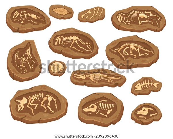 Cartoon dinosaurs fossils, ancient triceratops dinosaur skeleton. Ammonite and leaf fossil, paleontological excavation elements vector set. Large and small animal bones digging for museum