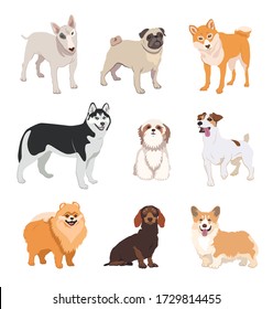 Cartoon dog breeds flat icon collection. Happy pet vector illustration set. Corgi, Basenji, Dachshund, malamute, Samoyed. Mammals and animals concept.