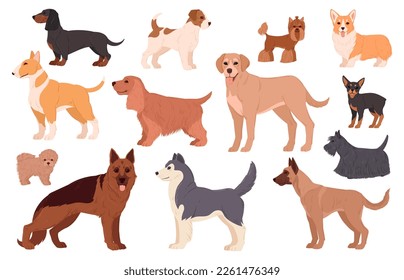 Razas de perro de caricatura. Labrador, husky, samoyed, corgi y dachshund puppy pedigrree, lindas y felices mascotas domésticas chaval de ilustración vectorial plana. Personajes de perros de Purebred