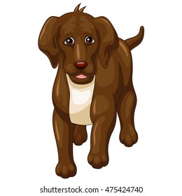 Cartoon dog isolated on white background