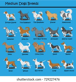 Cartoon dogs characters Meduim breeds doggy illustration,Brittany Spaniel,Sharpei,Keeshounds,Dalmatian,Shiba,Schnauzer,Siberian Husky,Vizsla,Samoyed,Saluki,Basenji,Boxer,Whippe,Corgi,Basset Hound