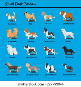 Cartoon dogs characters small breeds doggy illustration,Chihuahua,Pug,Shih-Tzu,English Bulldog,Pomeranian,Papillon,Boston Terrier,Maltese,French Bulldog,Cavalier King,Dachshund,Chinese Crested 
