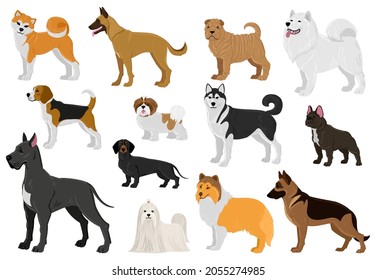 Cartoon dogs different breeds, funny domestic puppy pets. Husky, beagle, great dane, french bulldog and maltese dogs vector illustration set. Cute different breeds dogs. Domestic doggy pet dogs