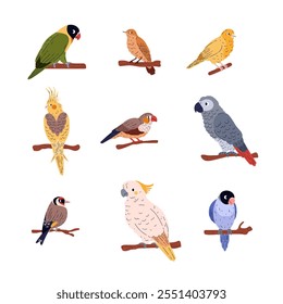 Cartoon domestic birds species vector illustrations set. Agapornis, Amadina, Canary, Corella, Jaco sit on twigs. Decorative exotic pet parrot with colorful plumage. Goldfinch, Cockatoo, Nightingale