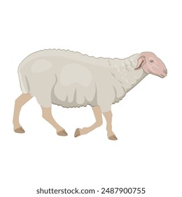 Cartoon domestic sheep goes to pasture. Farm animal. Vector illustration isolated on a white background in a flat style