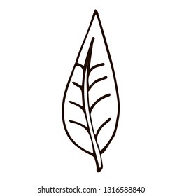 Cartoon doodle linear  leaf isolated on white background. Vector illustration. 