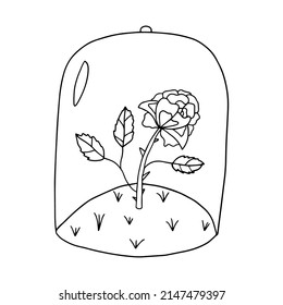 Cartoon doodle linear rose, flower under a glass jar isolated on white background. 
