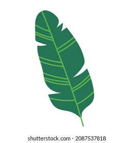 Cartoon doodle vector banana leaf illustration isolated on white background. Philodendron plant.