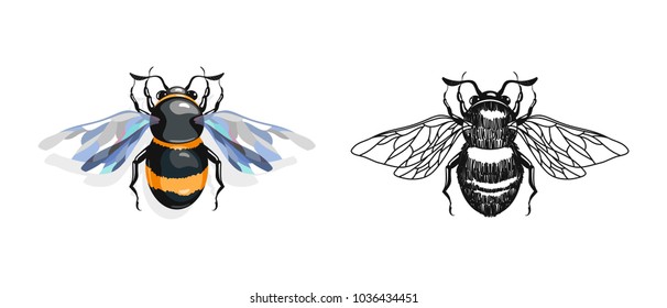Cartoon and drawing bees