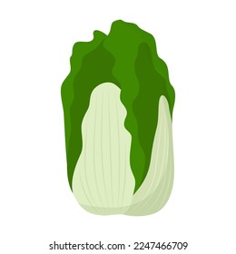 Cartoon drawing of Chinese cabbage head isolated on white background. Colorful vegetable vector illustration. Organic food, health concept