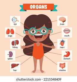 Cartoon Drawing Of Human Organs