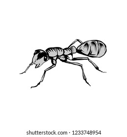 Cartoon drawing illustration of ant vector design