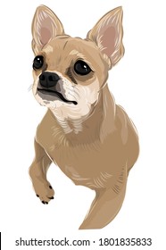 Cartoon drawing puppy chihuahua dog drawing vector art