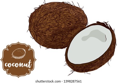 Cartoon drawn coconuts isolated on white. Brown retro store label badge with text. Tropical fruit vintage sticker. Exotic delicious fruit vector illustration for web, print.