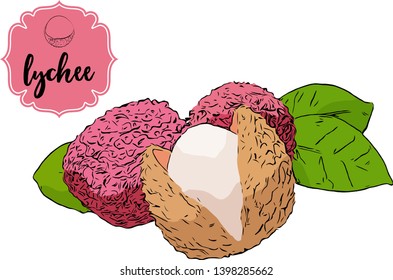 Cartoon drawn lychee isolated on white. Pink retro store label badge with text. Business fruit vintage sticker. Exotic delicious fruit vector illustration for web, print.