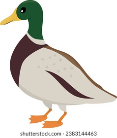 Cartoon duck with green head isolated on a white background. Colorful vector illustration for children.