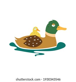 Cartoon duck, vector illustration on white isolated background.