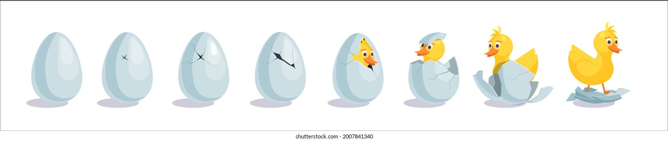 Cartoon duckling domestic bird hatching from egg set. Cute little fluffy domestic bird cracking shell in different stage step-by-step vector illustration isolated on white background