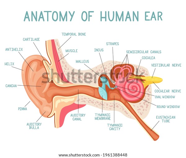 Cartoon ear\
anatomy. Human sound sensory organ medicine infographic, ears\
internal structure vector illustration. Ear infographic anatomy.\
Ear health organ medical, sensory\
biology