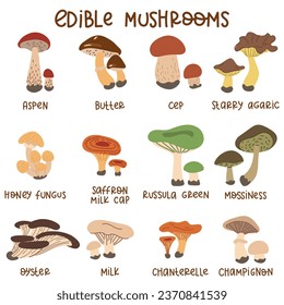 Cartoon edible mushrooms. A set of vector illustrations of edible mushrooms of the autumn forest, aspen, porcini mushrooms, buttercups and chanterelles. Forest cartoon mushrooms. Edible mushroom