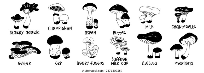 Cartoon edible mushrooms. A set of vector illustrations of edible mushrooms of the autumn forest, aspen, porcini mushrooms, buttercups and chanterelles. Forest contrast mushrooms. Black outline