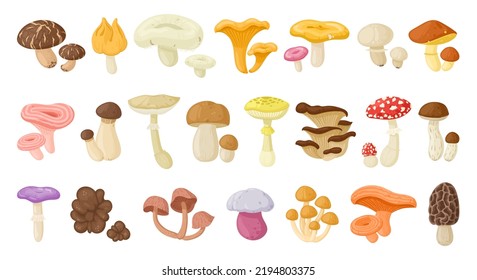 Cartoon edible and poisonous mushrooms, autumn forest plants. Seasonal mushroom food, chanterelle, champignon and fly agaric flat vector illustration set. Natural organic mushrooms