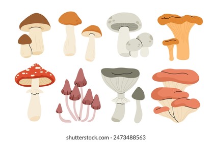 Setas comestibles y venenosas de dibujos animados, plantas forestales de otoño. Comida de setas de temporada, rebozuelos, champignon y amanita juego de Ilustración vectorial plana. Setas orgánicas naturales