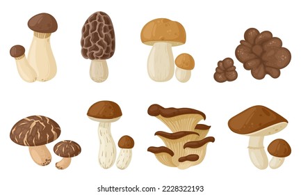 Cartoon edible and poisonous mushrooms, seasonal mushroom food. Autumn forest plants, morchella esculenta, white mushroom and boletus flat vector illustration on white background