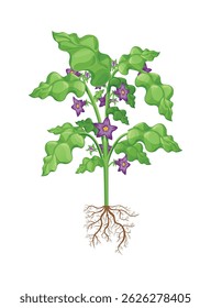 A cartoon of an eggplant plant with purple flowers and green leaves