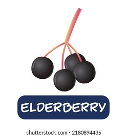 vectores de frutos de elderberry de dibujos animados aislados en fondo blanco