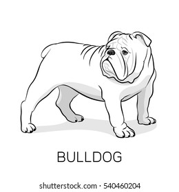 Cartoon English Bulldog. French Bulldog. Dog on a white background. Vector dog illustration