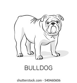 Cartoon English Bulldog. French Bulldog. Dog on a white background. Vector dog illustration