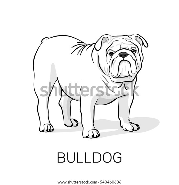 漫画の英語のブルドッグ フランスのブルドッグ 白い背景に犬 ベクター犬のイラスト のベクター画像素材 ロイヤリティフリー