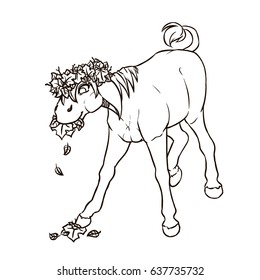 Cartoon equus africanus asinus eating leaves, black and white