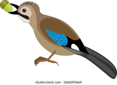 Cartoon Eurasian jay (Garrulus glandarius) with acorn isolated on white background