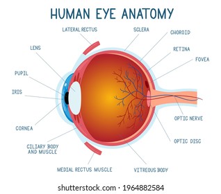 Cartoon eye anatomy scheme. Human eye ball infographic, eyeball inner structure vector illustration. Eye anatomy biology medicine poster. Cartoon eye human, eyesight educational