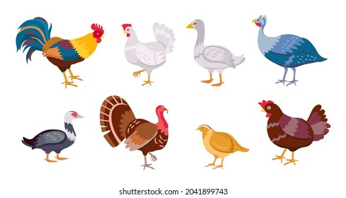 Aves de granja de caricaturas gallinas, gallos, pato y ganso. Familia de aves de corral. Juego de vectores de huevos domésticos planos, gallinas, pavo y codorniz. Ilustración de mascotas aisladas en el campo ecológico natural