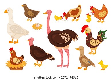 Cartoon farm birds, cute chick, hen and rooster. Chicken, goose, duck, turkey, quail, ostrich, nest with eggs, domestic fowl animals vector set. Rural bird family with cute baby isolated on white