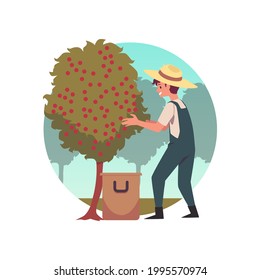 Cartoon farmer at coffee bean harvest, farm worker man harvesting beans from green tree. Vector illustration of plant farming season in summer