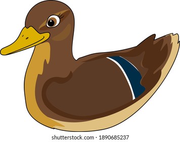 Cartoon female mallard (Anas platyrhynchos) in nuptial plumage isolated on white background	
