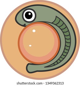 Cartoon Fish Embryo Inside The Egg