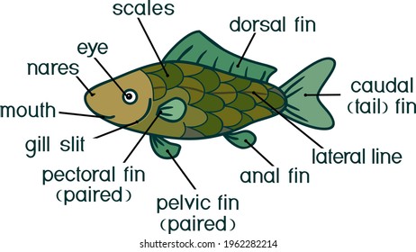 Caricatura de peces anatomía externa. Estructura externa de la carpa cruciana aislada sobre fondo blanco