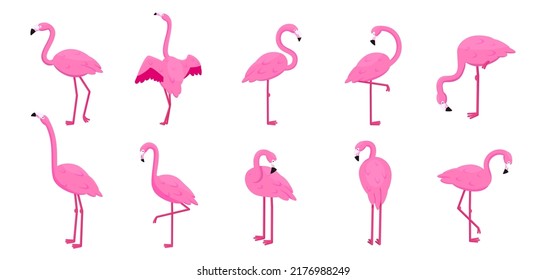 Cartoon flamingo set. Tropical cute pink birds in different poses, standing and sitting, collection of summer animal icons. Isolated cartoon flat style elements. Vector background print