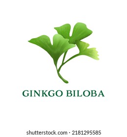 Cartoon flat green ginkgo biloba leaf isolated on white. Nature eco icon. Vector illustration. Leaflet organic icon. Cosmetics and medical plant icon