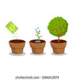 Cartoon flat illustration - the process of plant growth in the pot. planting seeds, watering with water. The tree blooms with small red flowers. home hobby.