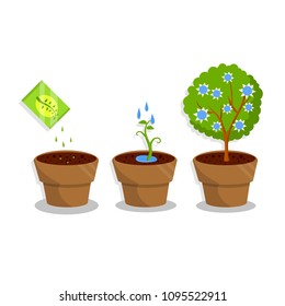 Cartoon flat illustration - the process of plant growth in the pot. planting seeds, watering with water. The tree blooms with small blue flowers. home hobby.