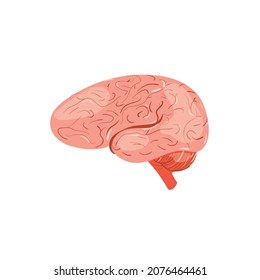 Cerebro de persona plana de caricatura aislado en atención de salud básica vacía, diagnóstico interno de órganos de anatomía humana, tratamiento médico y terapia, concepto de material educativo, banner de sitio web y diseño
